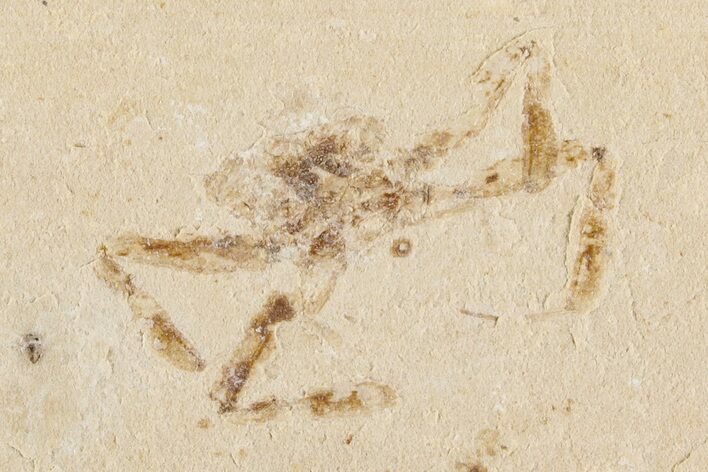 1.3" Cretaceous Fossil Crab (Geryon) Pos/Neg - Lebanon